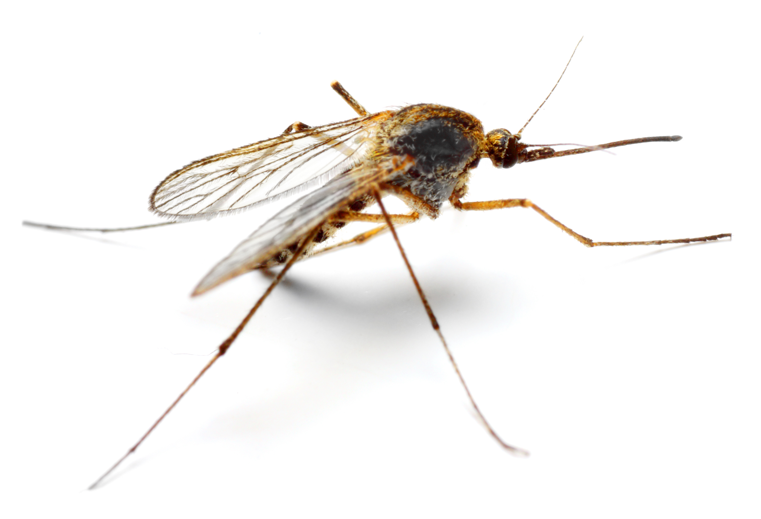 Zanzara anopheles